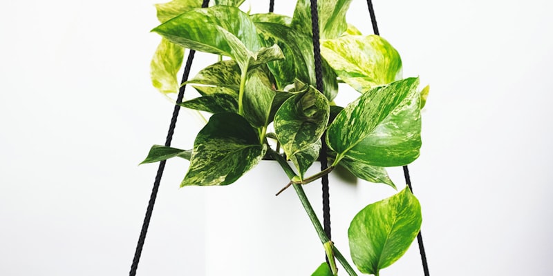 足球运动员训练射门精彩瞬间